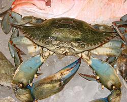 bluecrab