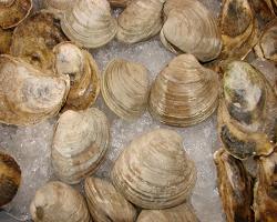 clamsandoysters