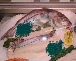 haddock